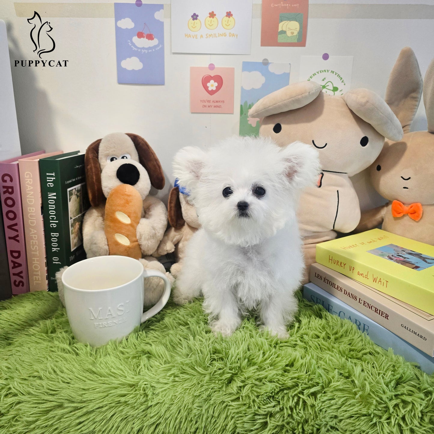 Mini Bichon Frise for sale-Tory