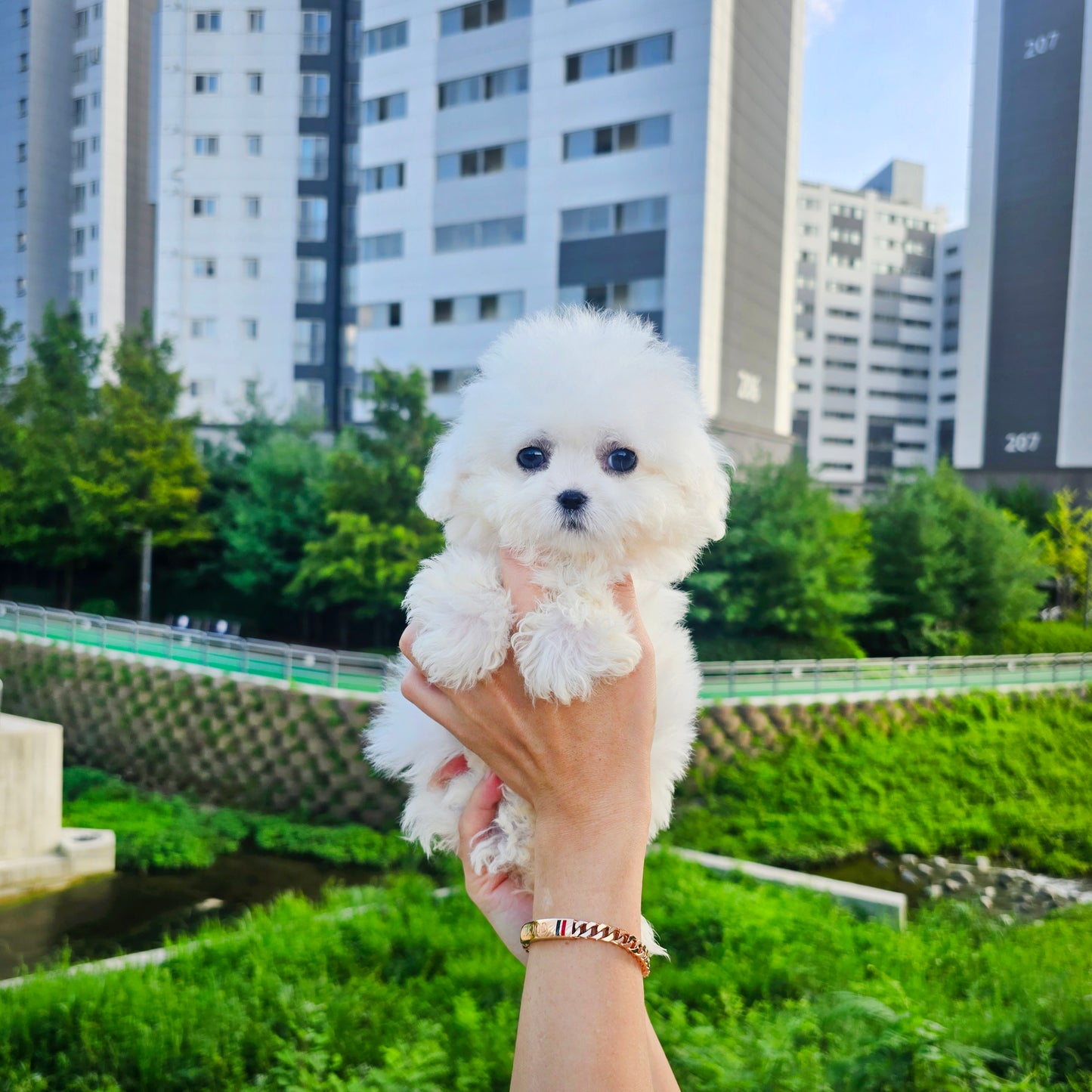 Mini Bichon Frise for sale-Seolki