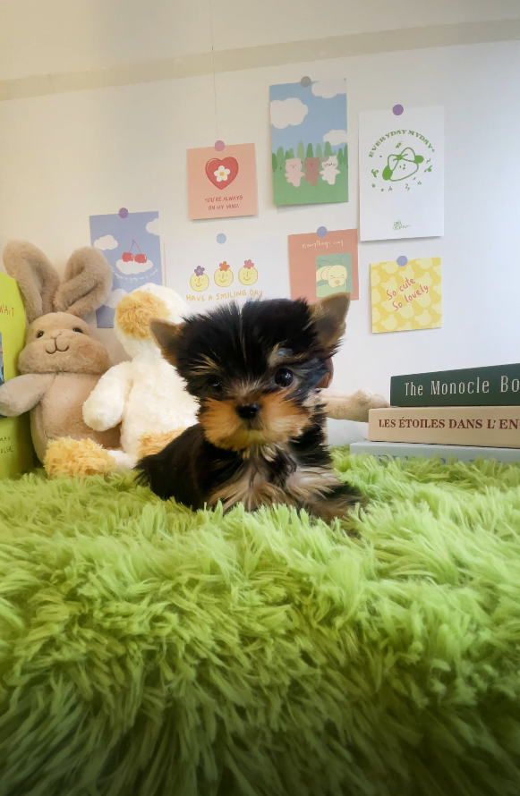 Yorkshire Terrier for sale-Kong