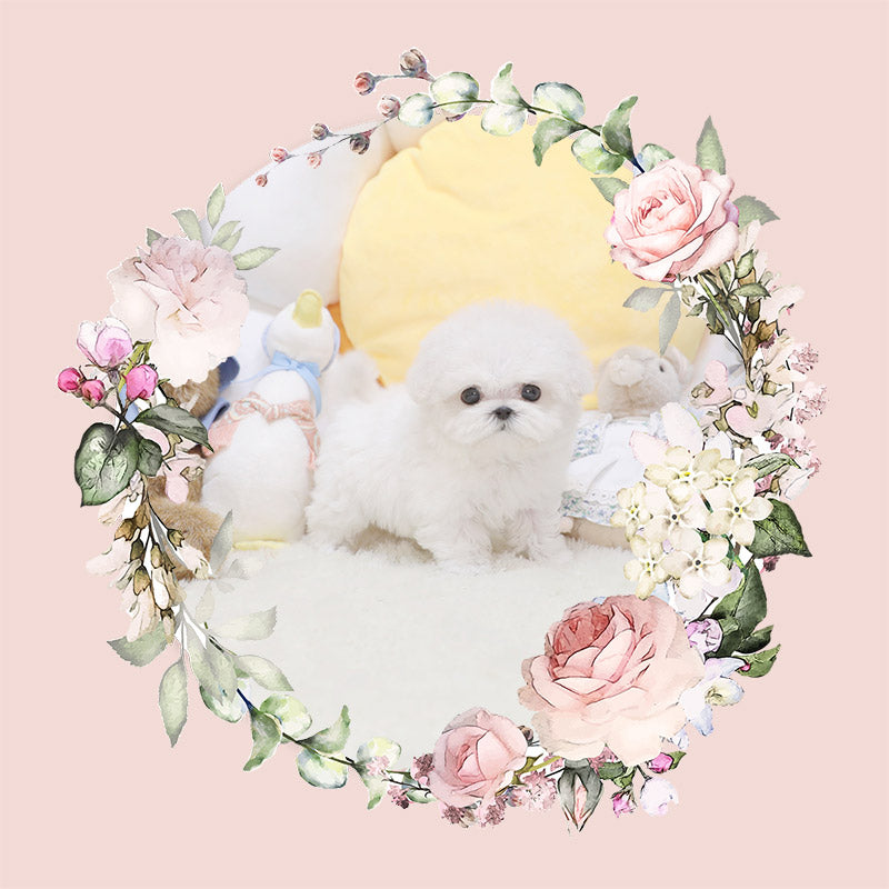 Mini bichonfrise for sale-Veronica