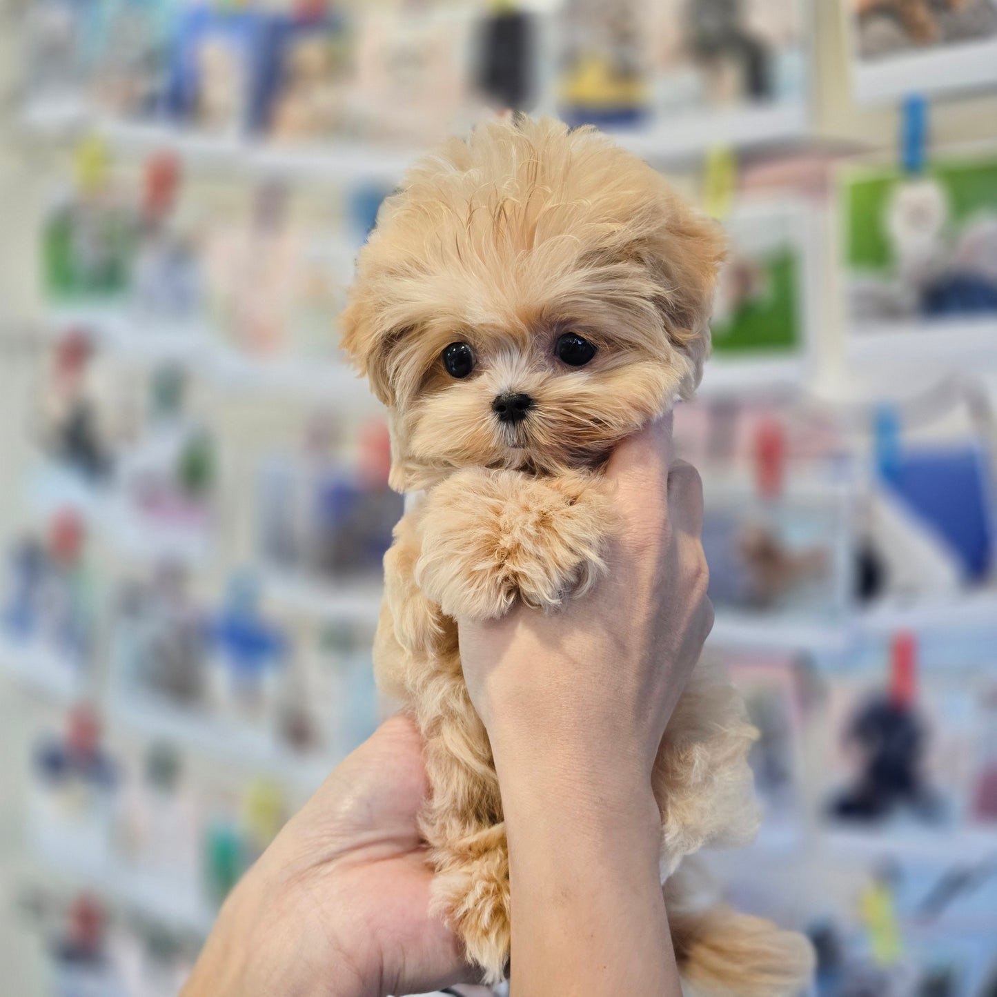 Mini Maltipoo- Molly (Singapore shipping fee included)