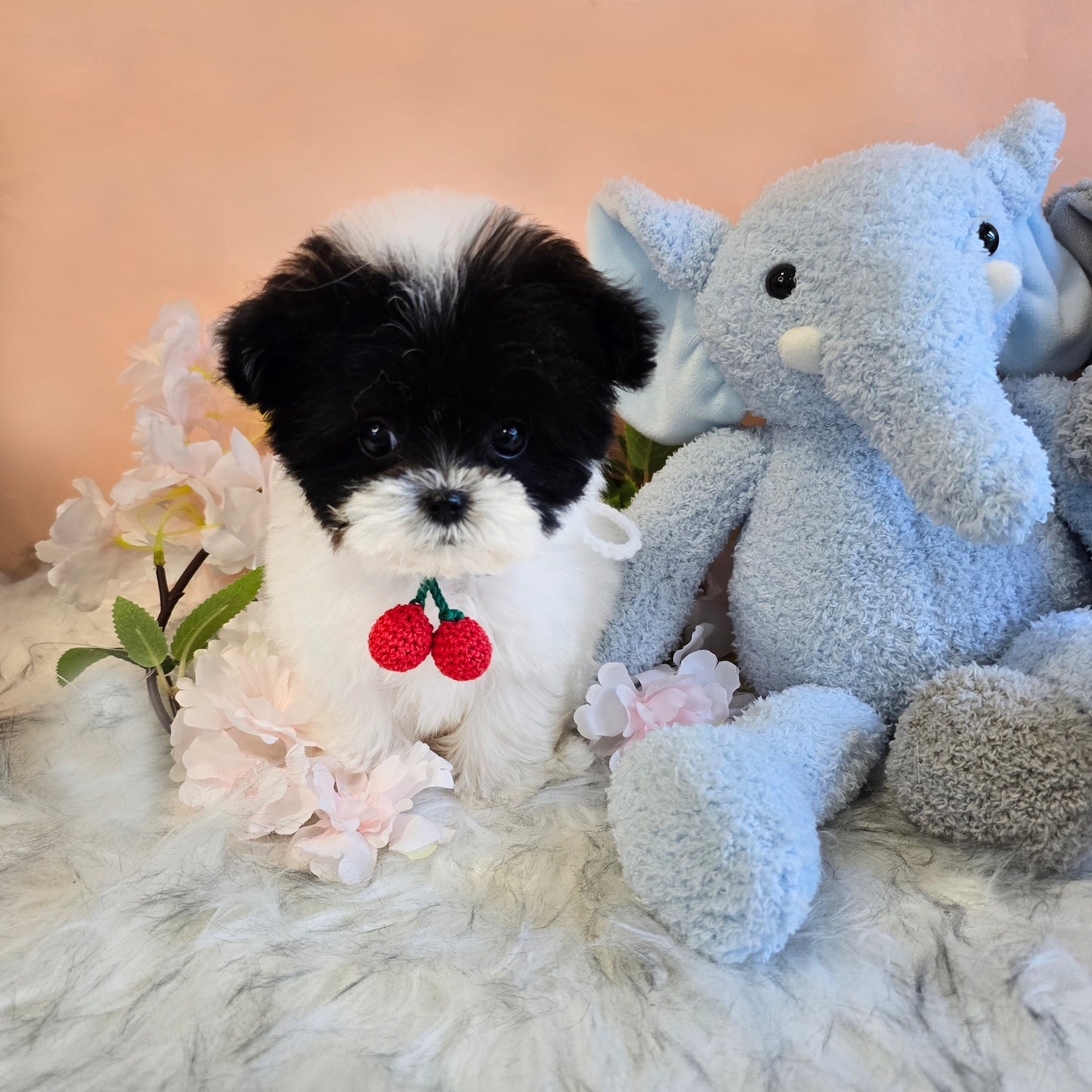 Mini Maltipoo- OREO(Singapore shipping fee included)