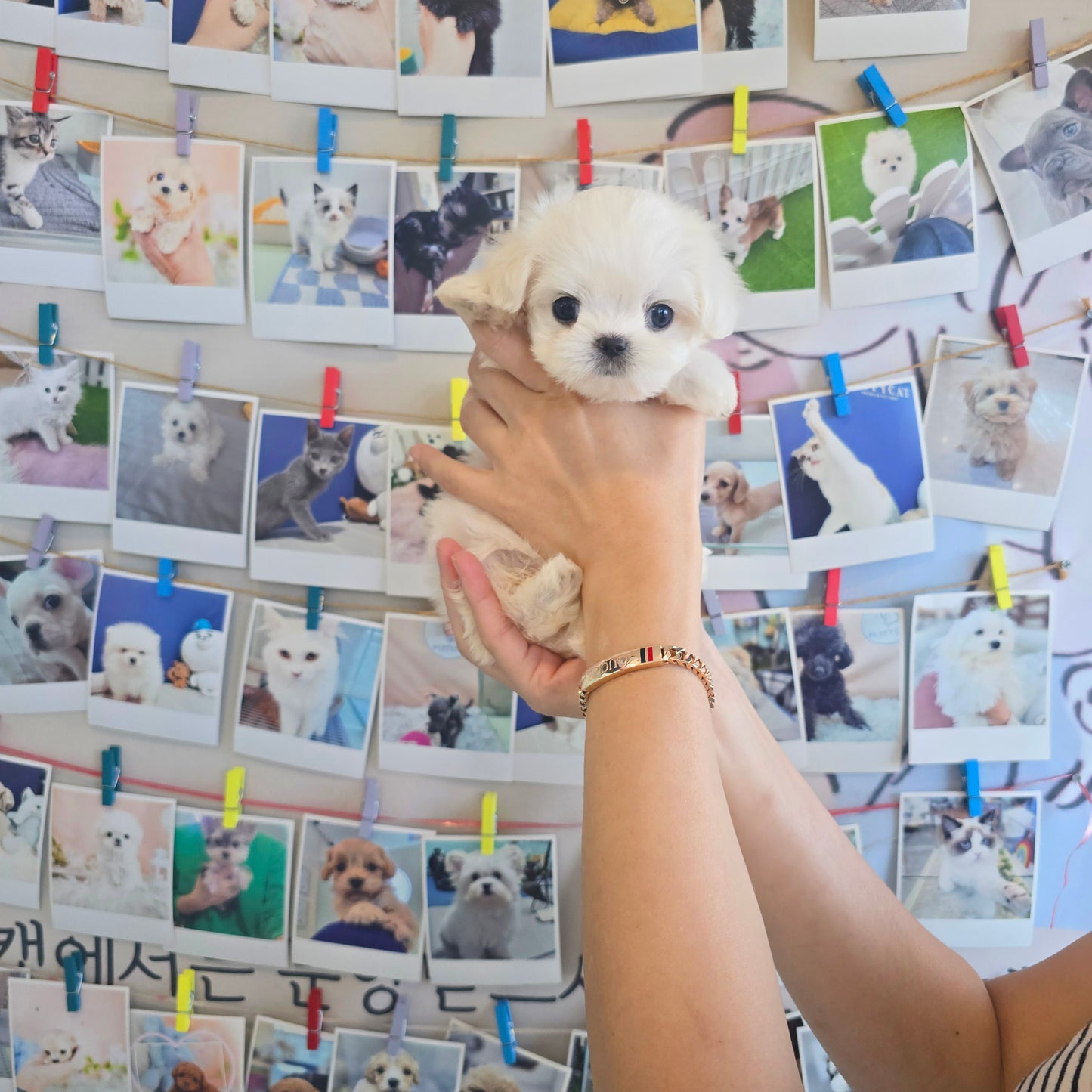 Mini Maltese- Yomi (Singapore shipping fee included)
