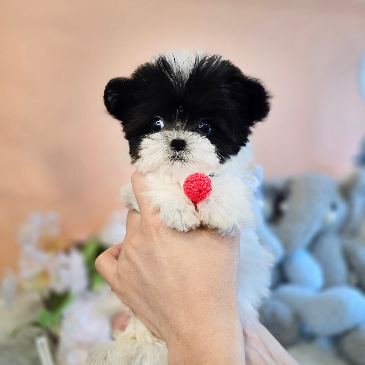 Mini Maltipoo- OREO(Singapore shipping fee included)