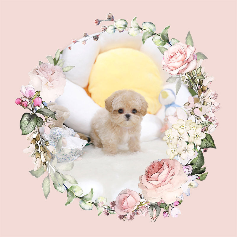 Mini Maltipoo-Toby (Singapore shipping fee included)