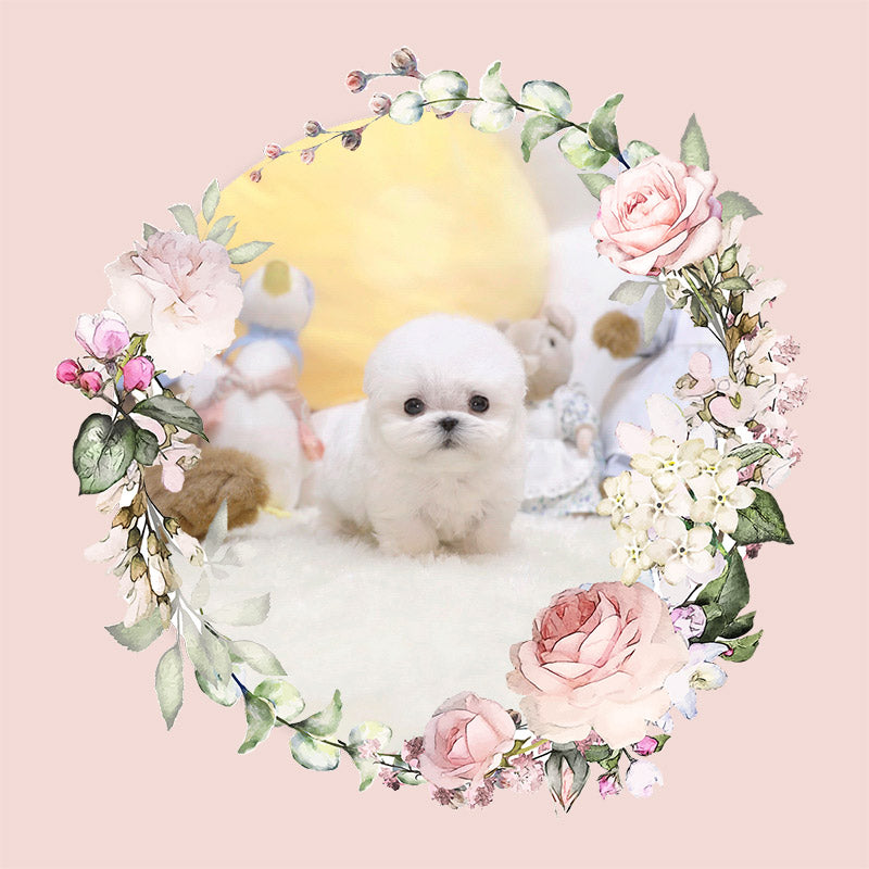 Mini bichonfrise for sale-Pucky