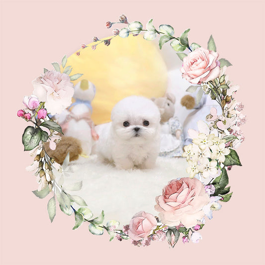 Mini Bichon Frise- Pucky (Singapore shipping fee included)