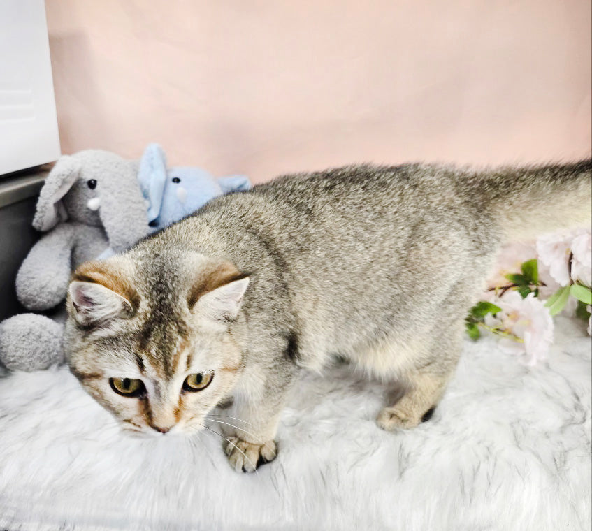 British Shorthair Cat for sale-NAVI