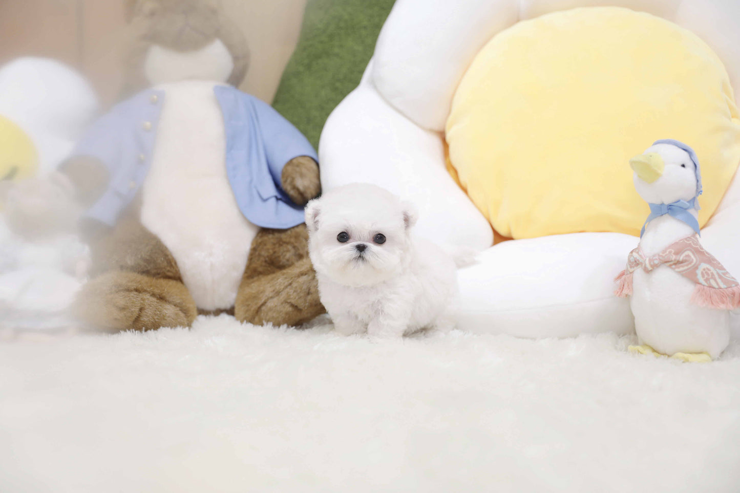 Mini Bichon Frise-Valentine (Singapore shipping fee included)