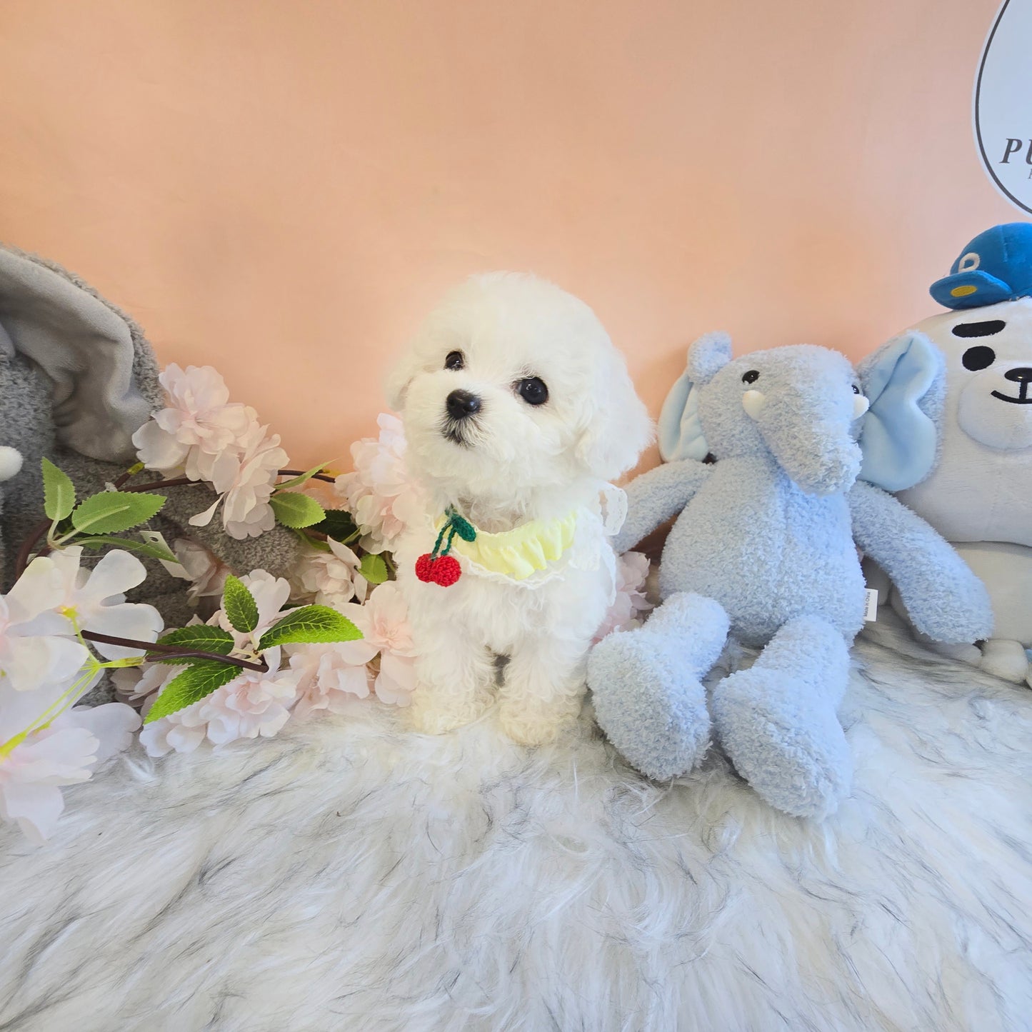 Mini Bichon Frise- GOME (Singapore shipping fee included)