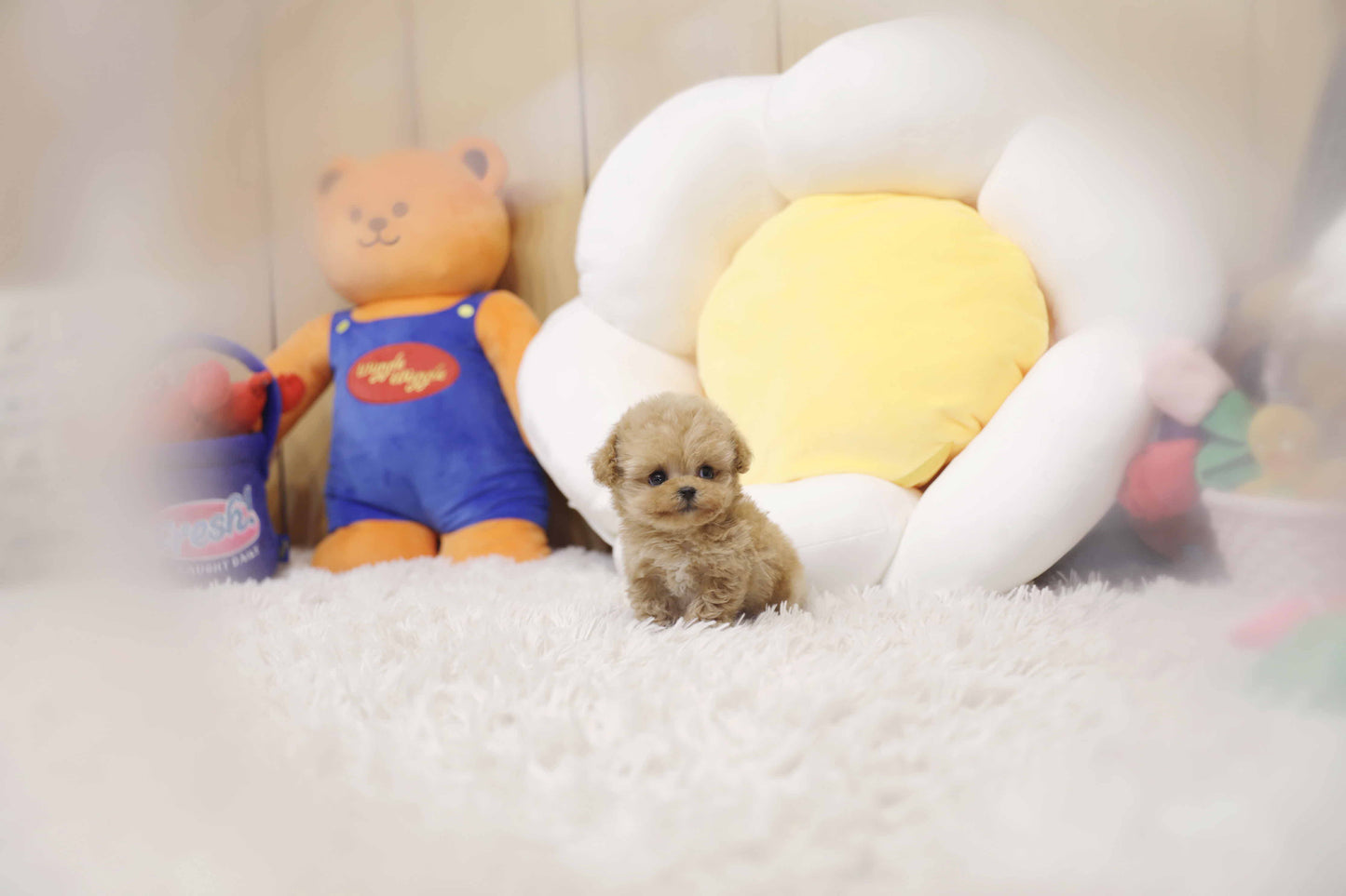 Tiny poodle- Rico (Singapore shipping fee included)