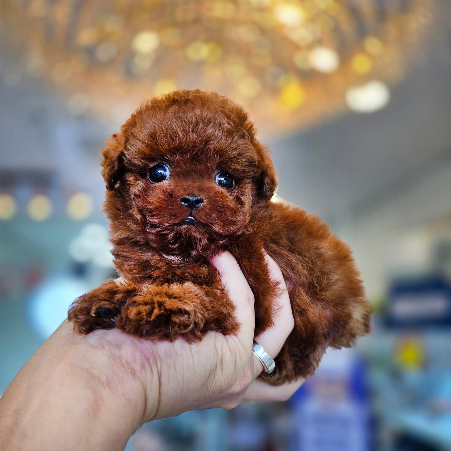 Tiny poodle- Teddy (Singapore shipping fee included)