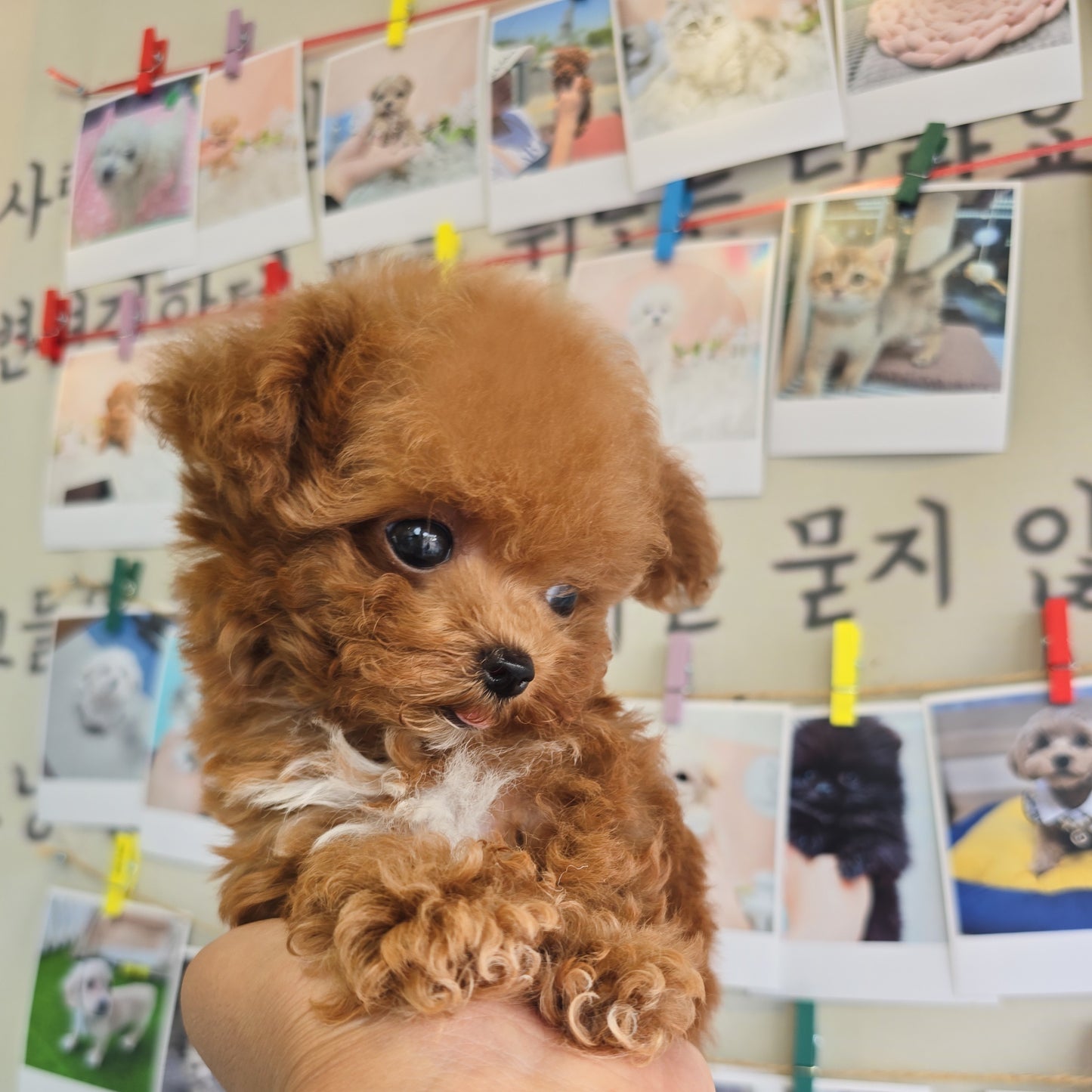 Toy poodle for sale-Toby