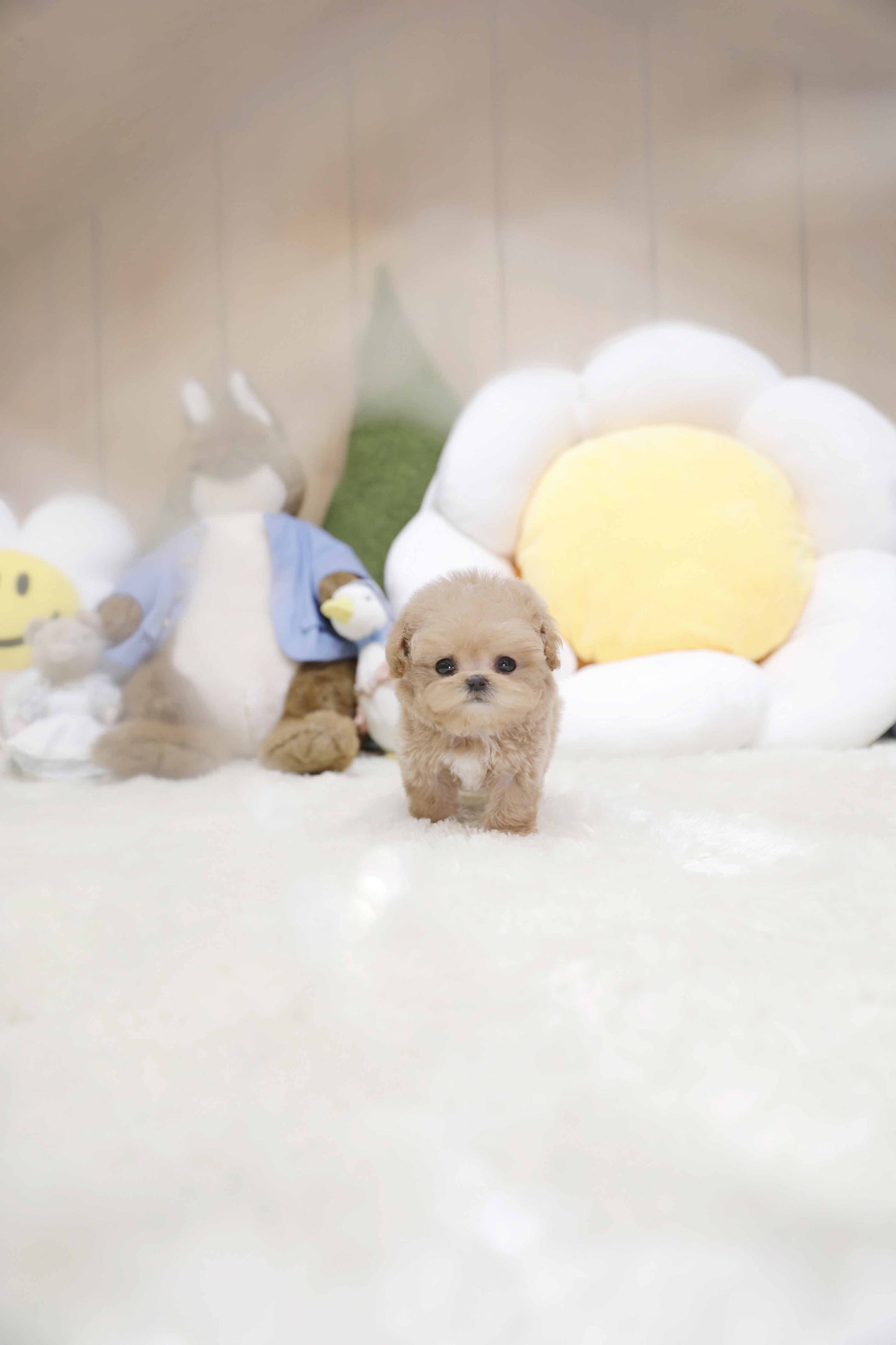 Toy poodle-Taco (Singapore shipping fee included)