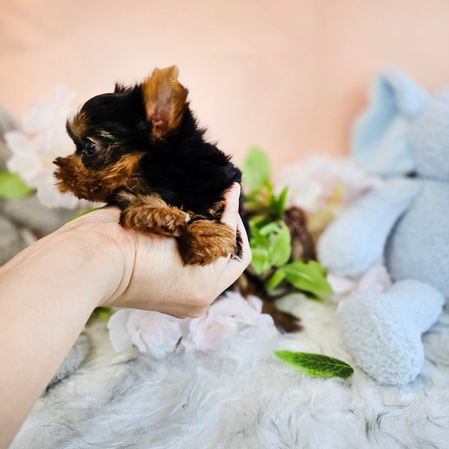 Yorkshire Terrier for sale-Terry