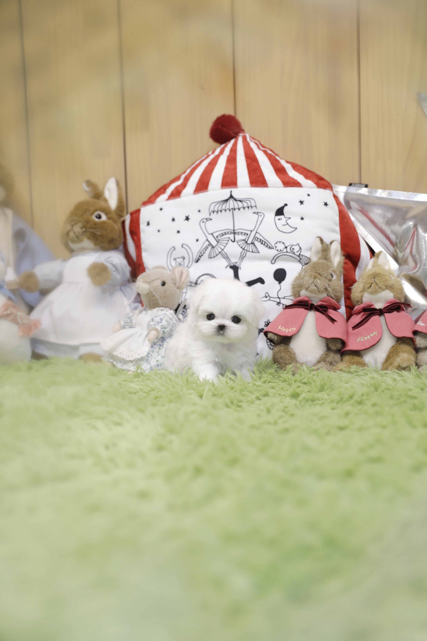 Mini Maltese-Chiffon(Singapore shipping fee included)