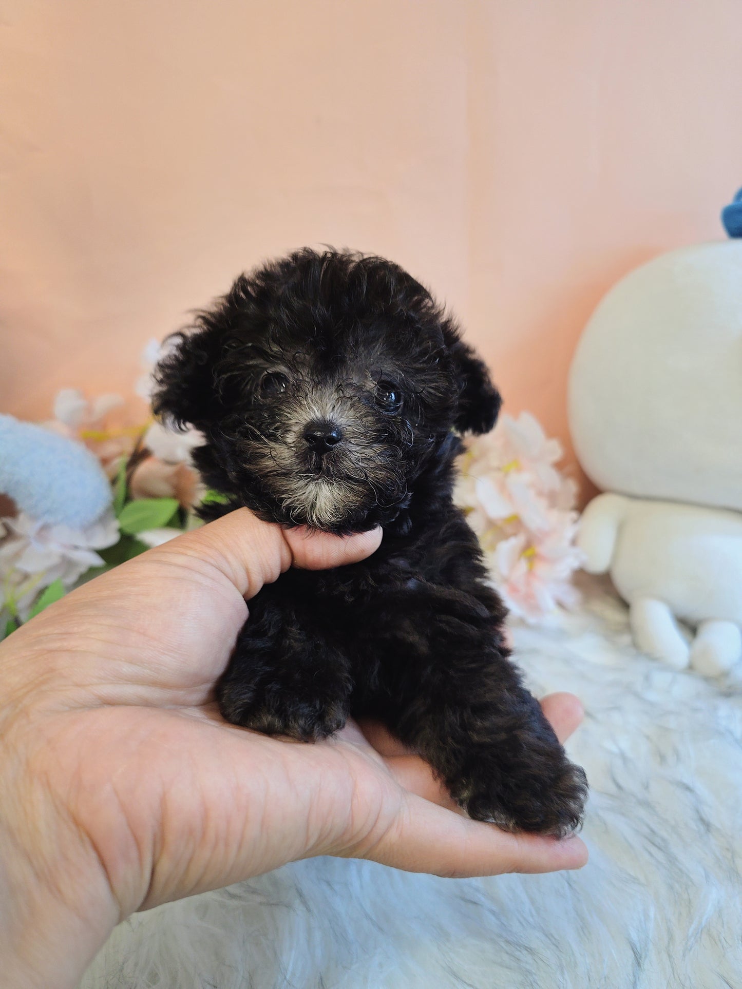 Toy poodle for sale-Buddy