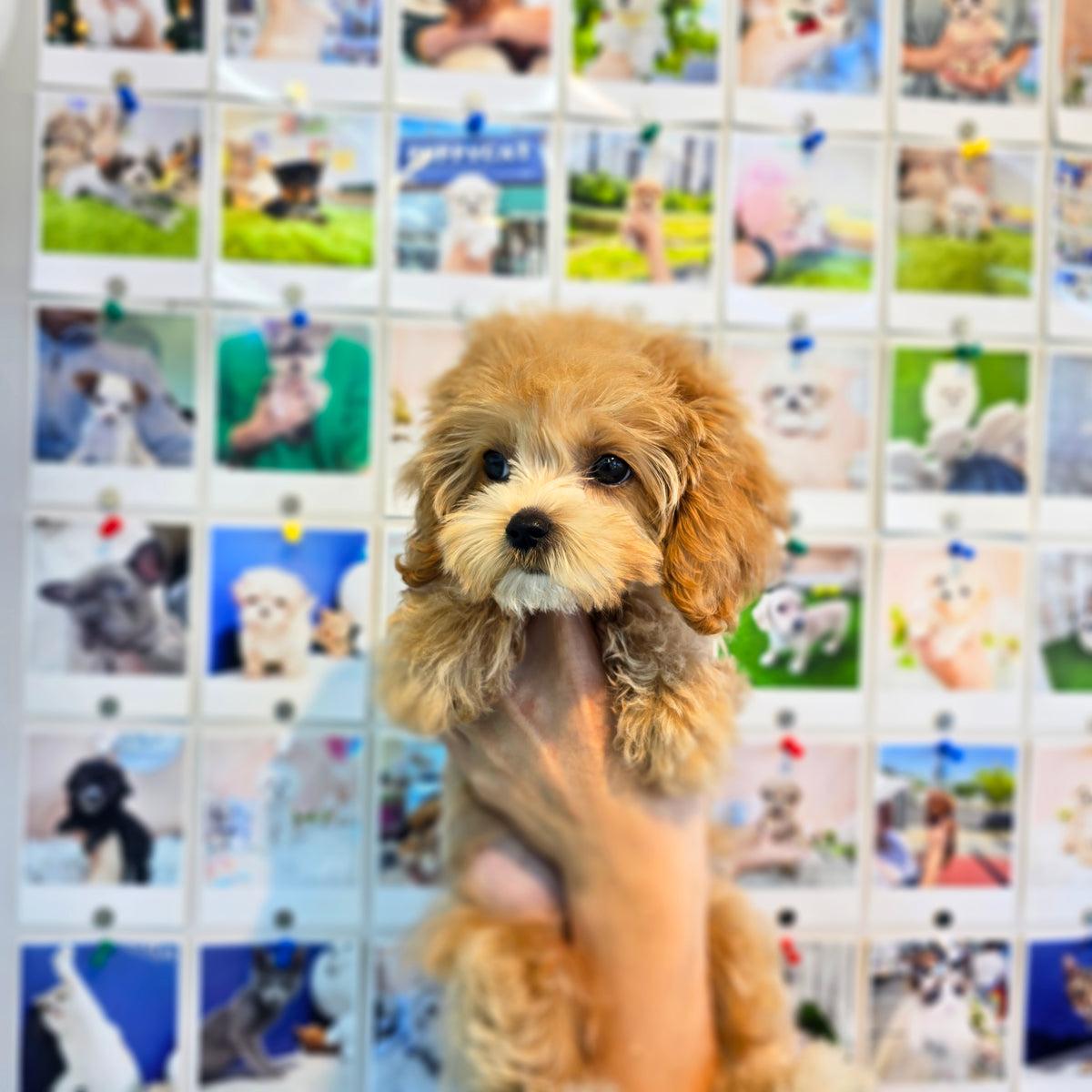 Maltipoo- Babamba (Singapore shipping fee included)