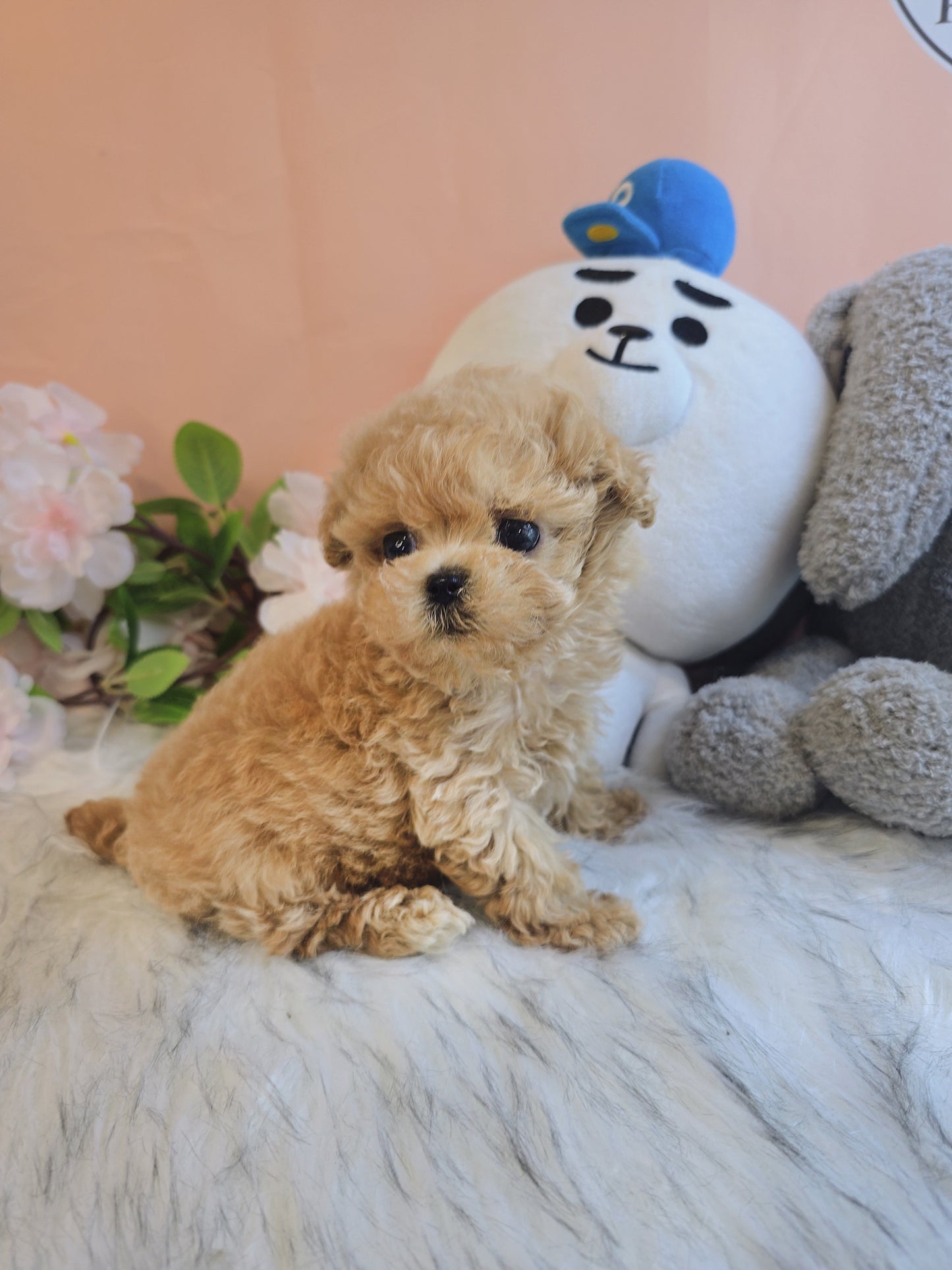 Toy poodle for sale-Max