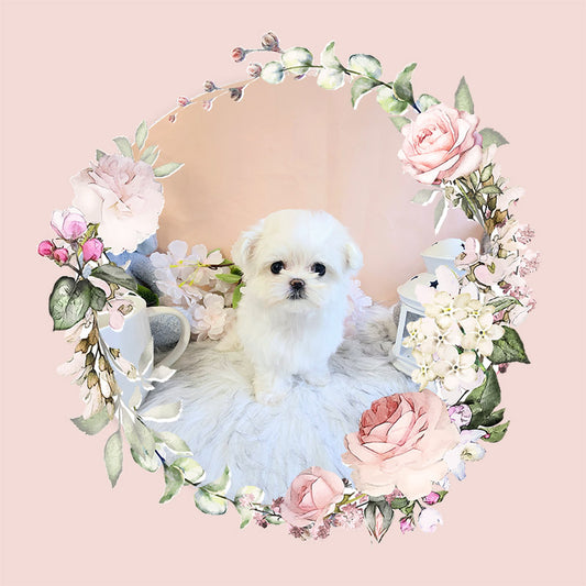 Mini Maltese- Sasha (Singapore shipping fee included)