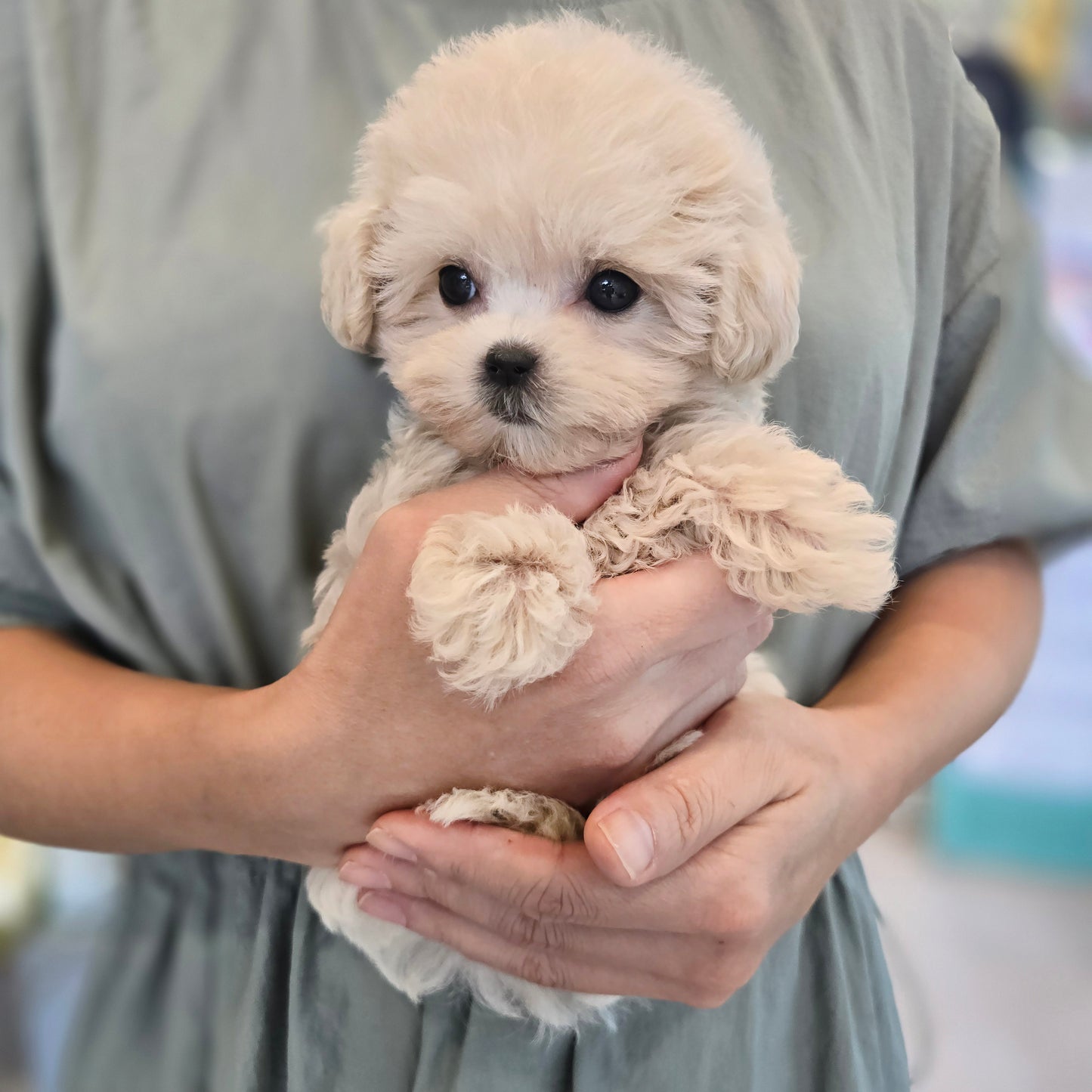 Mini Maltipoo for sale-Sharon