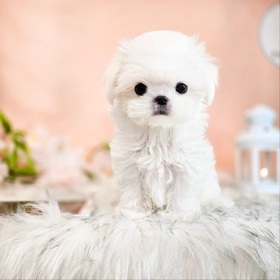 Mini Maltese for sale - Rich