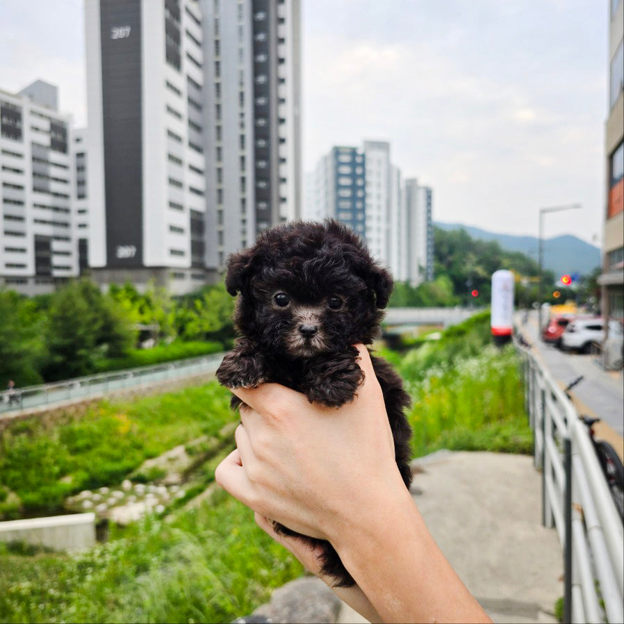 Tiny poodle- Tiana (Singapore shipping fee included)