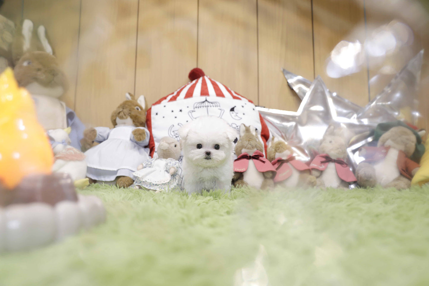 Mini Bichon Frise- Leaf (Singapore shipping fee included)