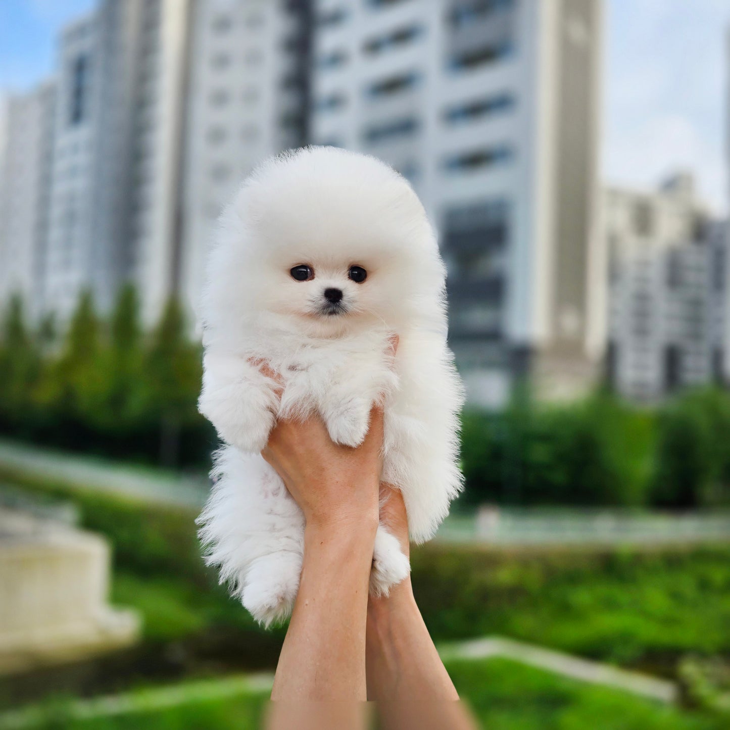 Pomeranian-Daisy (Singapore shipping fee included)