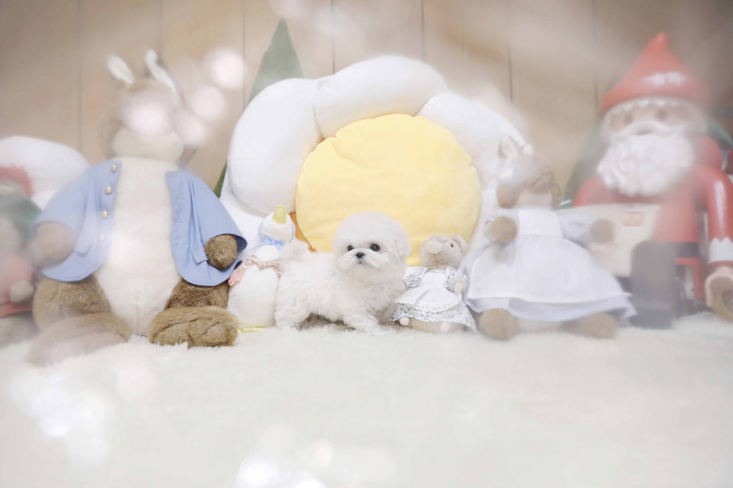 Mini Bichon Frise-Veronica (Singapore shipping fee included)