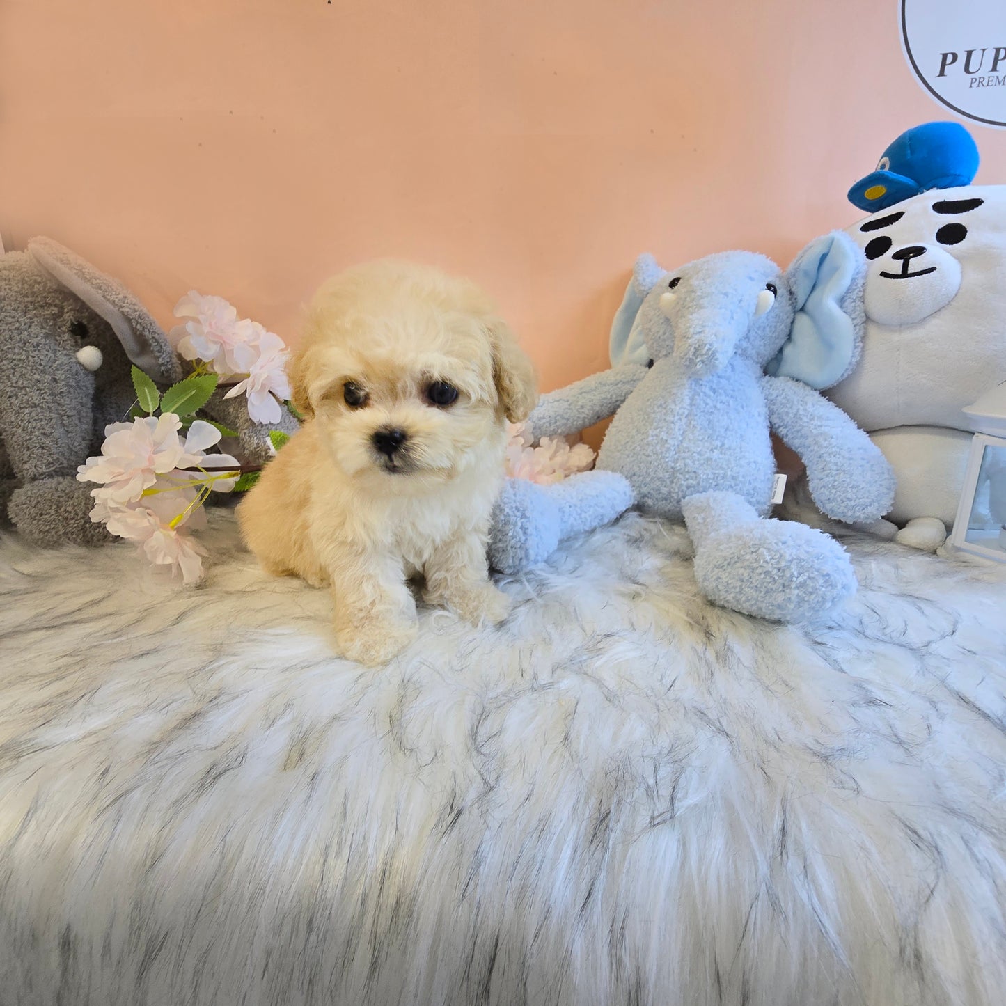 Mini Maltipoo- VIVI (Singapore shipping fee included)