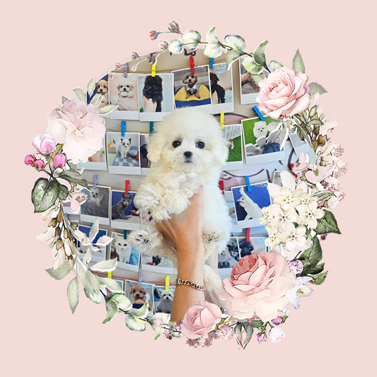 Mini Bichon Frise- Seolki (Singapore shipping fee included)