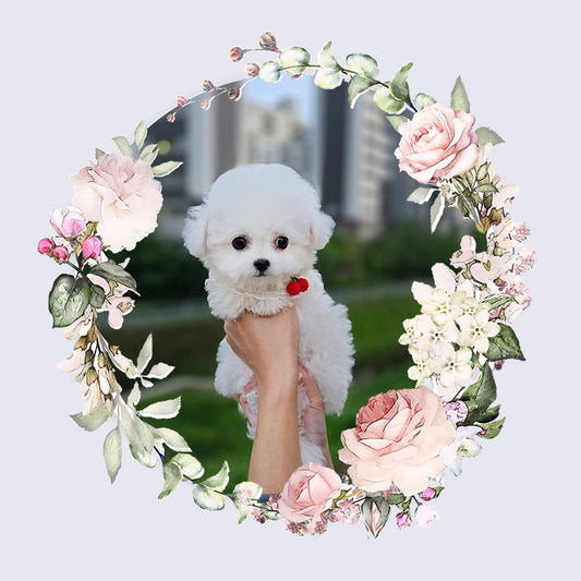 Mini Bichon Frise- SIMBA(Singapore shipping fee included)