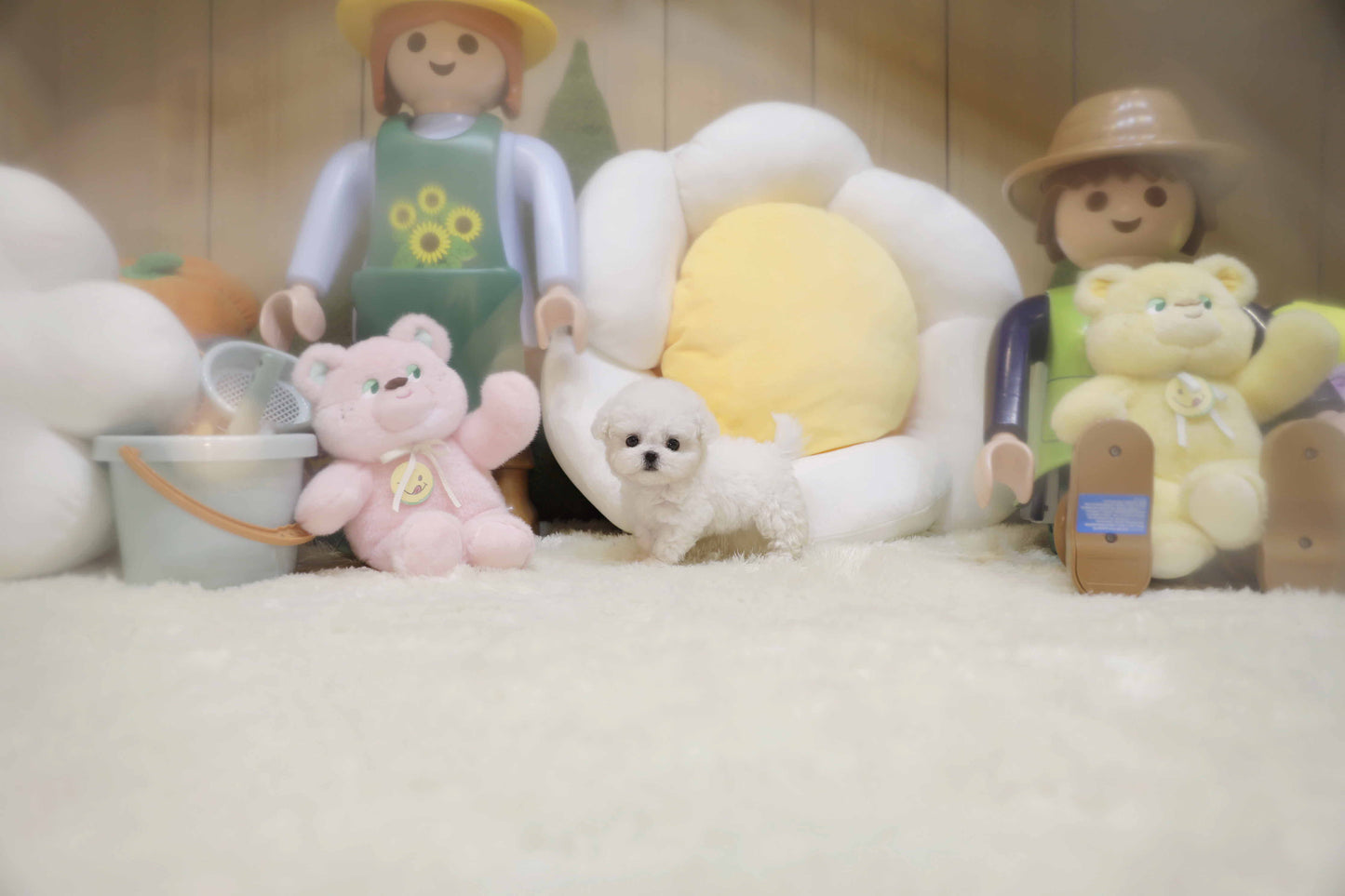 Mini Bichon Frise- Lyn (Singapore shipping fee included)