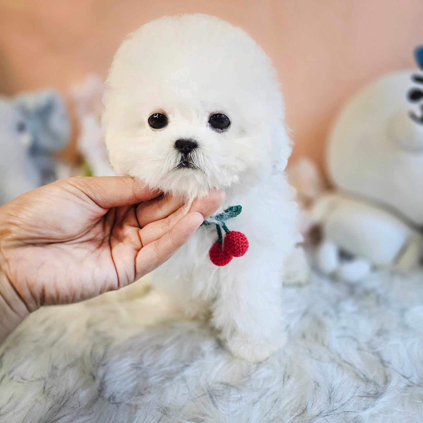 Mini Bichon - MANGO (Singapore shipping fee included)