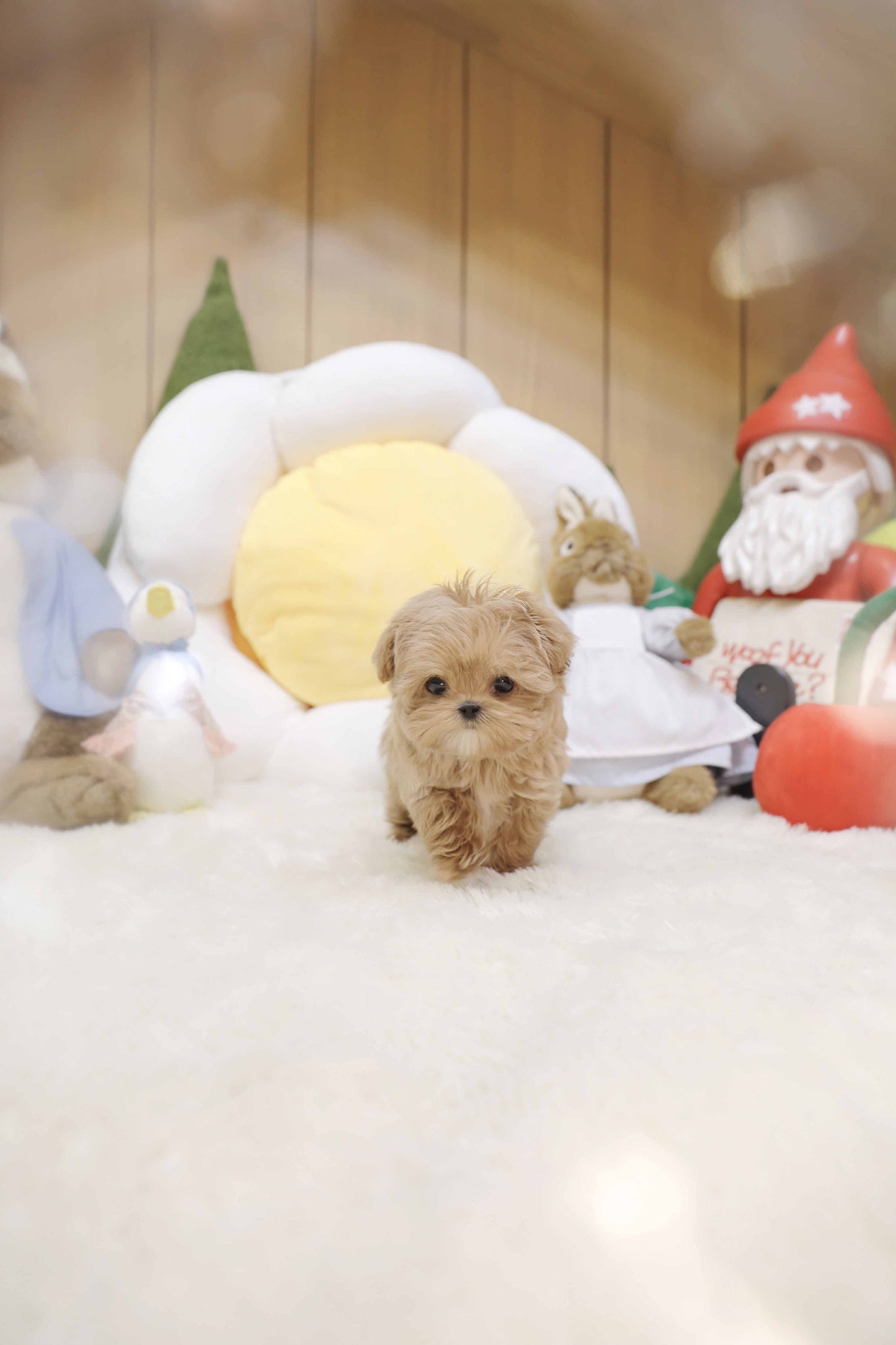 Mini Maltipoo-Nilo (Singapore shipping fee included)