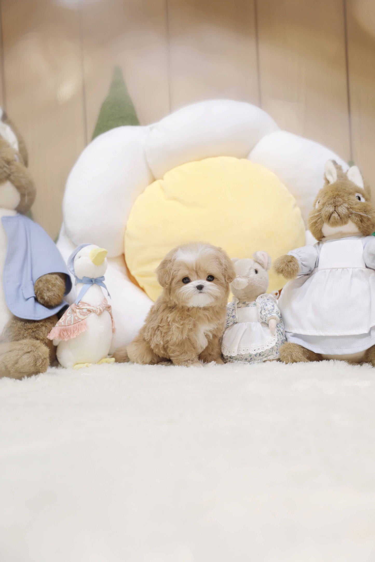 Mini Maltipoo-Colette (Singapore shipping fee included)