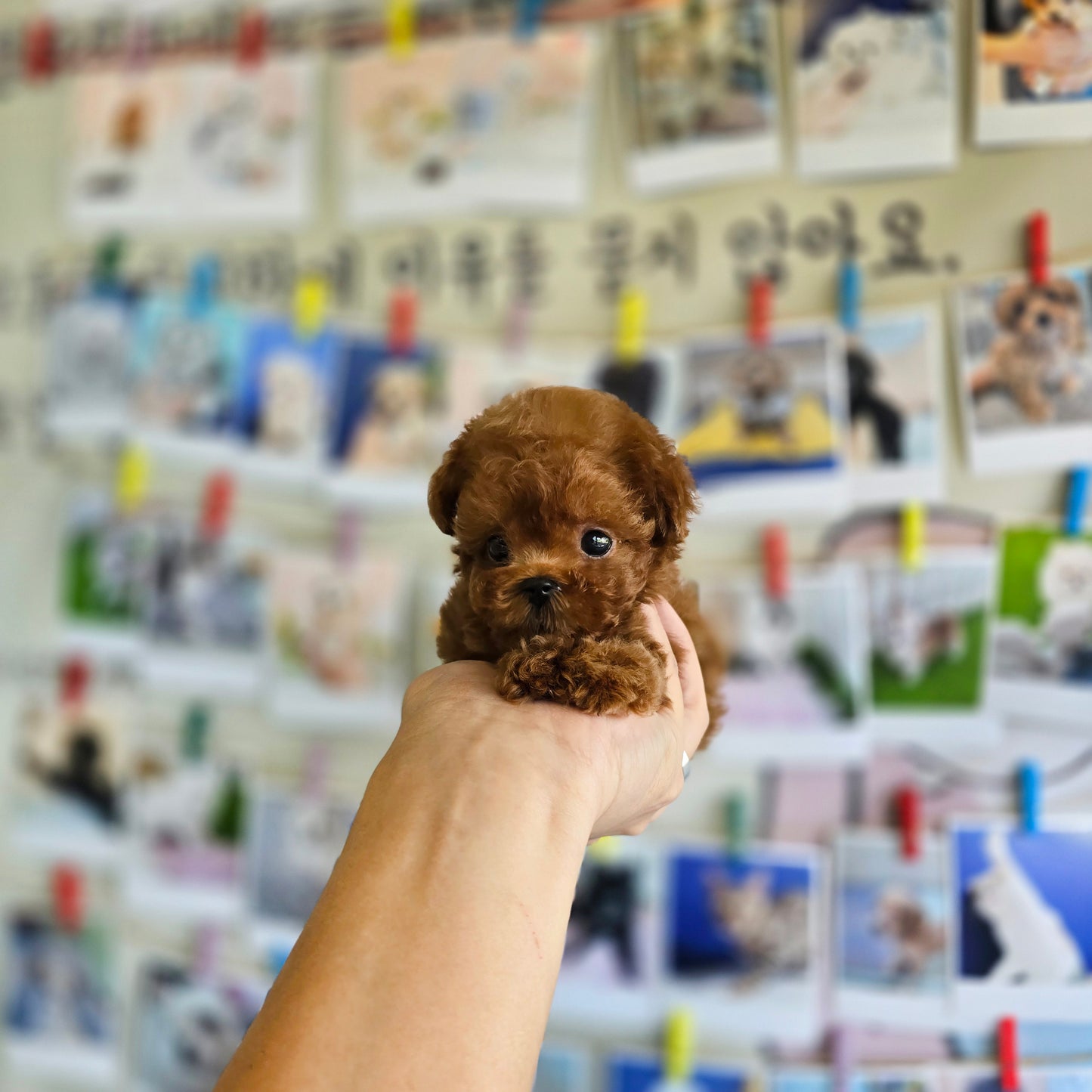 Toy poodle- Milo (Singapore shipping fee included)