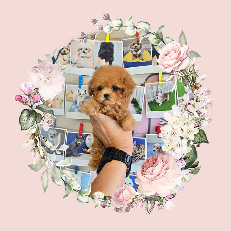 Toy poodle- Venny (Singapore shipping fee included)