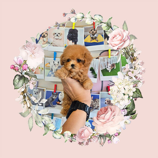 Toy poodle- Venny (Singapore shipping fee included)