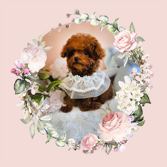 Tiny poodle for sale-JESSI