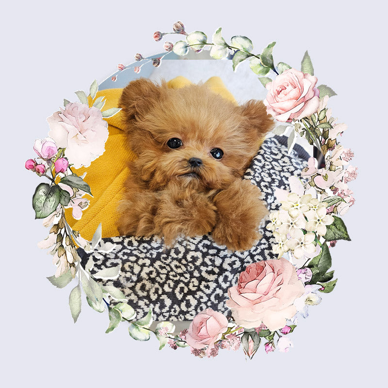 Toy poodle for sale-Toby