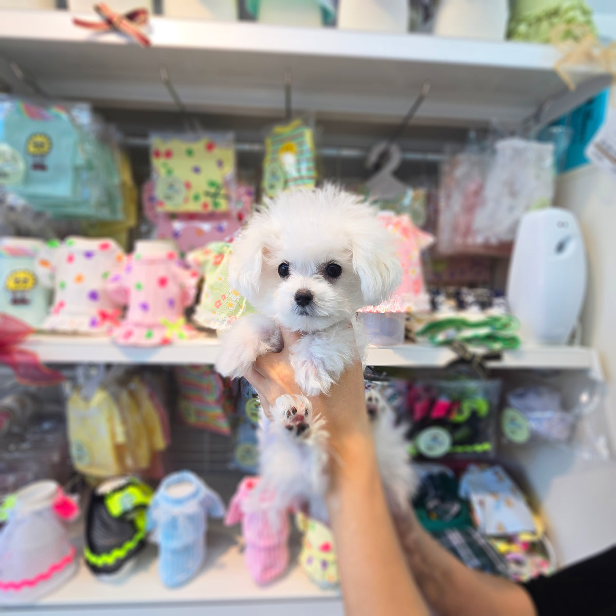 Mini Bichon Frise- Hera (Singapore shipping fee included)