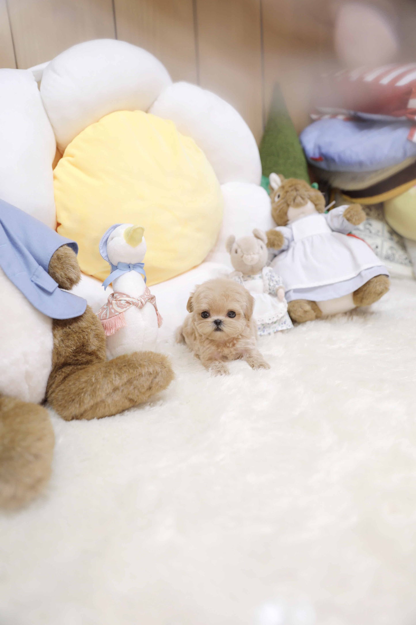 Mini Maltipoo-Marianne (Singapore shipping fee included)