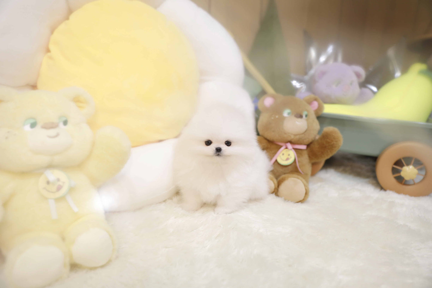 Pomeranian-Benedict (Singapore shipping fee included)