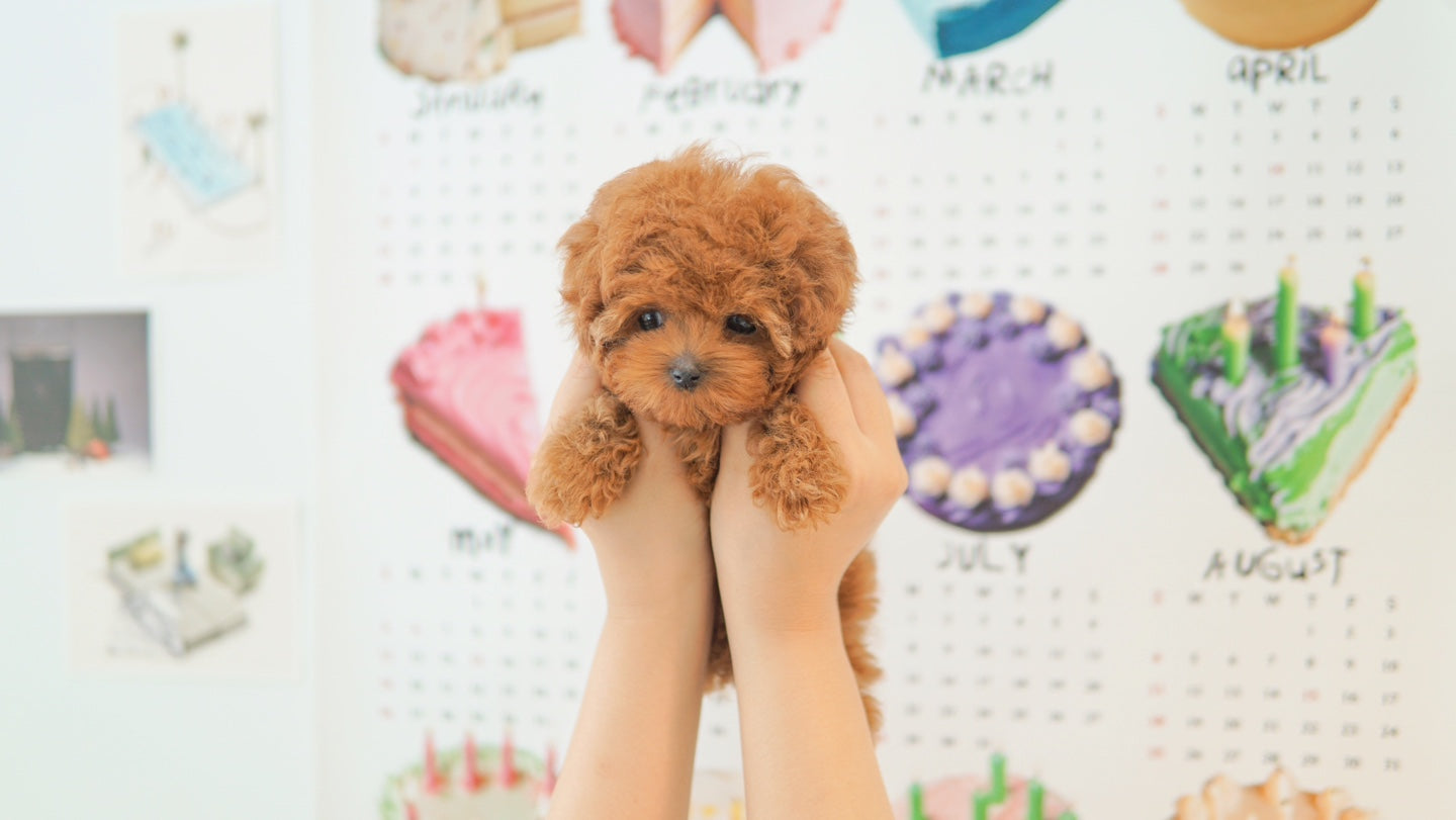 Tiny poodle- ANNA (Singapore shipping fee included)