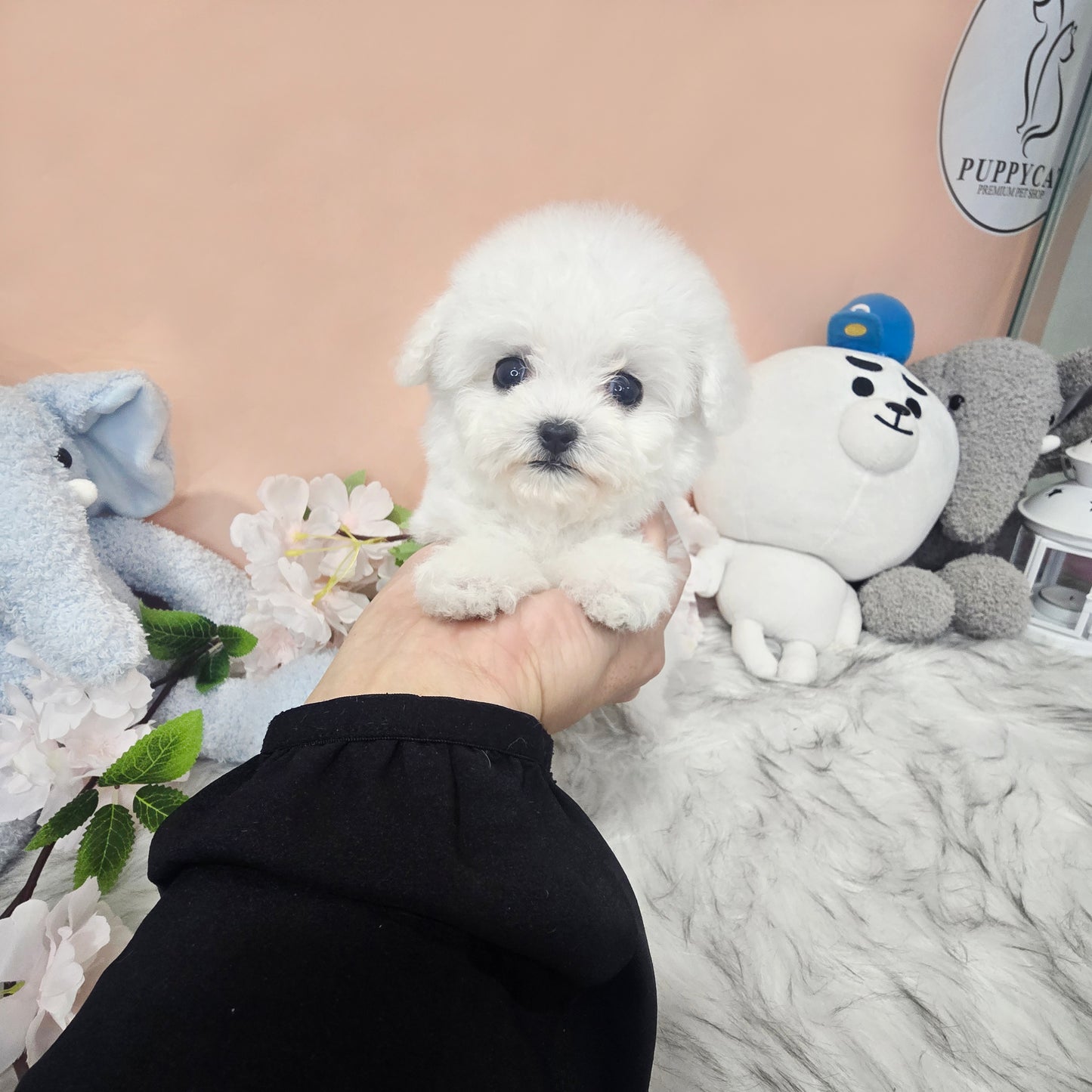 Mini Bichon Frise for sale-Lily