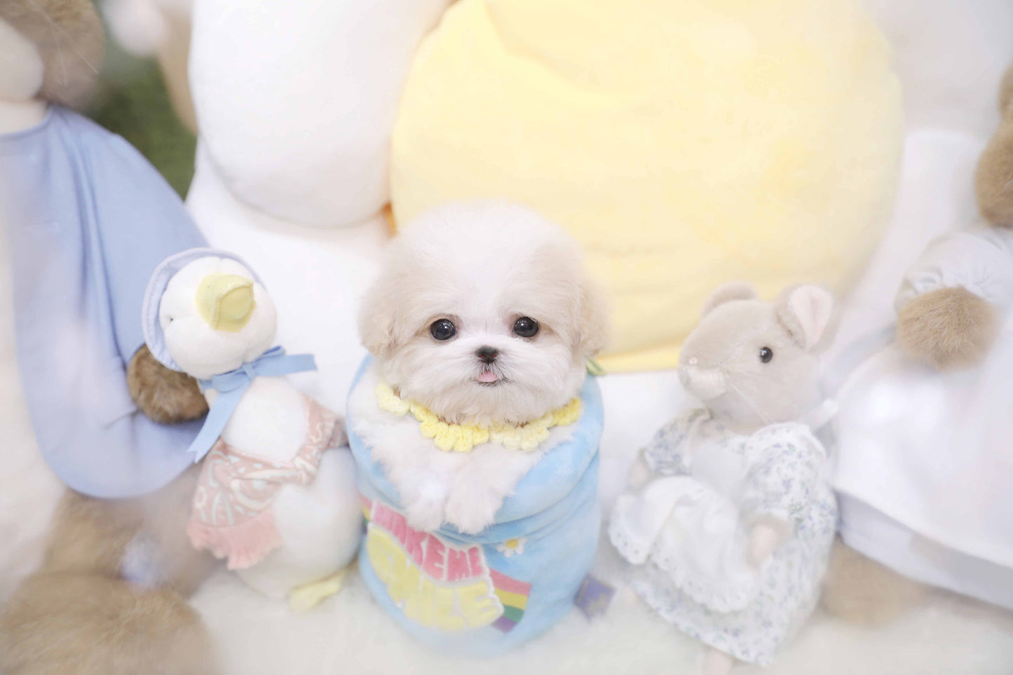 Toy poodle-Harper (Singapore shipping fee included)