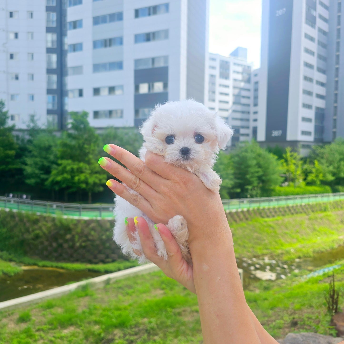 Mini Maltese- Karina (Singapore shipping fee included)
