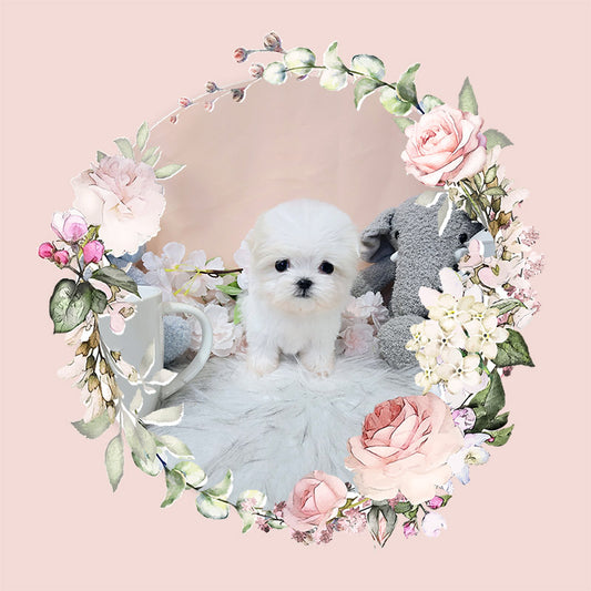 Mini Maltese- Rose (Singapore shipping fee included)